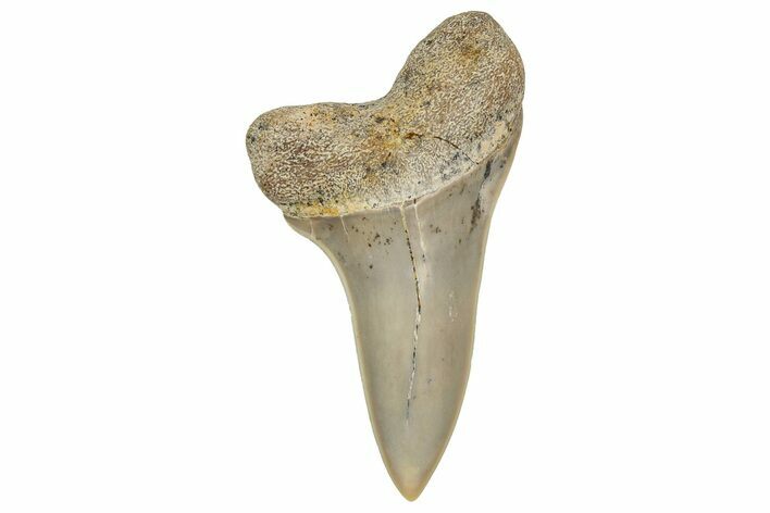 Fossil Shark Tooth (Carcharodon planus) - Bakersfield, CA #351454